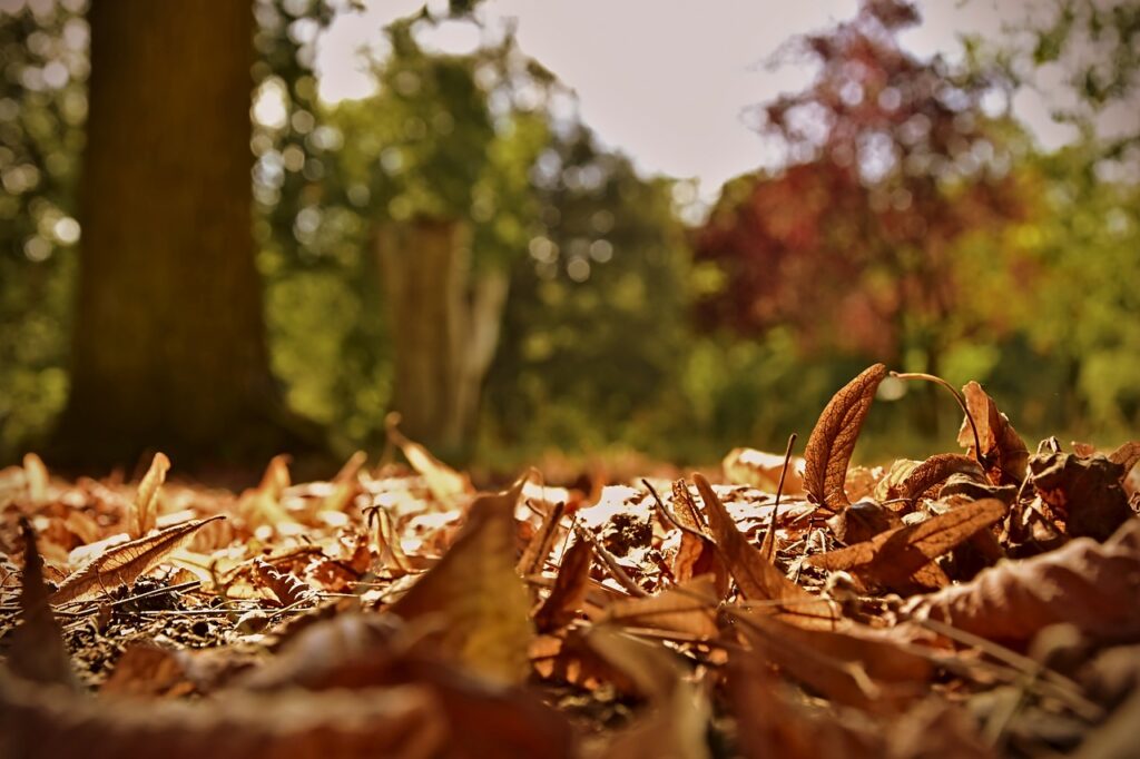 leaves, fall foliage, autumn beginning